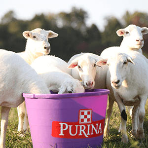 sheep and goat tub high fat accuration tub. purina feed greatness