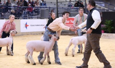 HOt waco fair rodeo livestock show pig sheep ffa 4h extraco event center sullivan lindner moorman jacoby honor show chow feed greatness