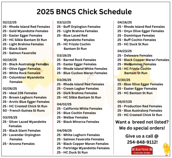 baby chick chicks spring farm fresh eggs chickens poultry