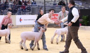 heart of texas waco livestock show and rodeo fair purina honor