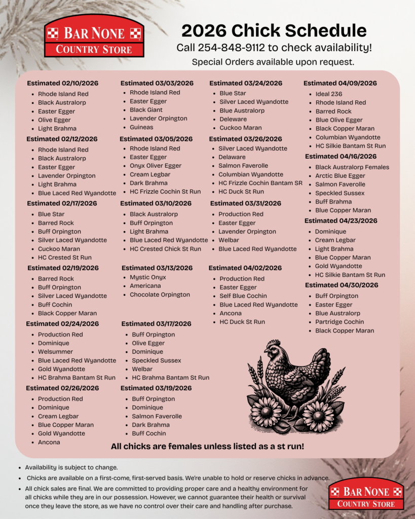 chick chicks baby spring laying hen hens layer rooster flock flocks raising